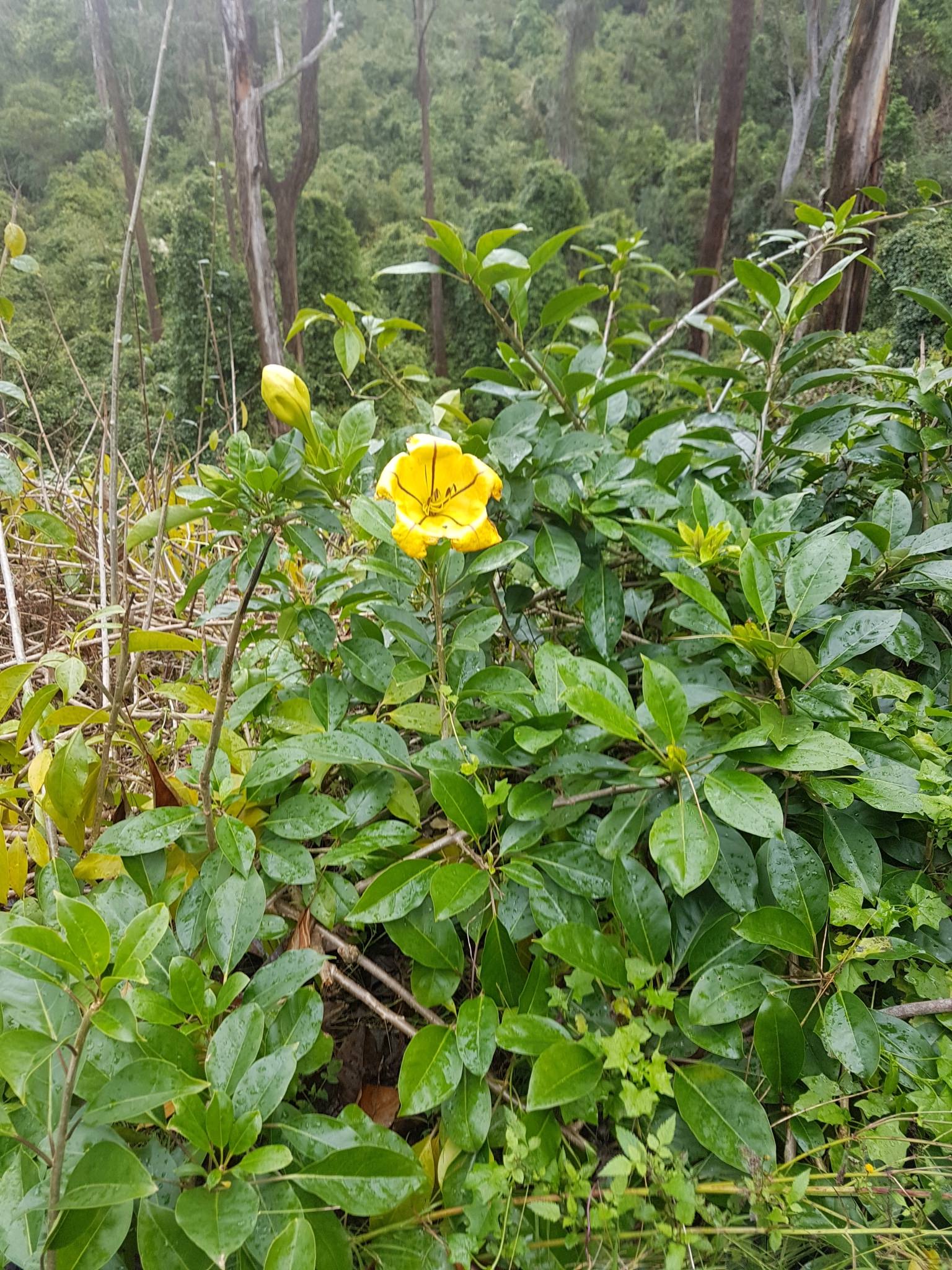 Solandra maxima